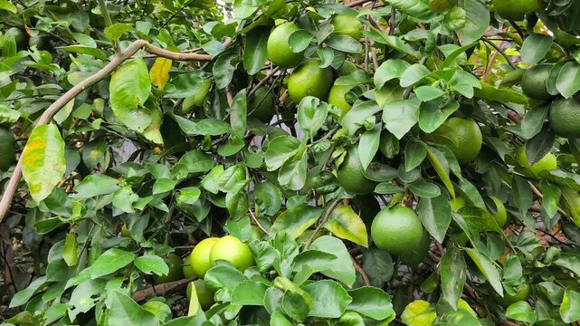 Fresh green key limes growing abundantly among glossy leaves on productive orchard branches.