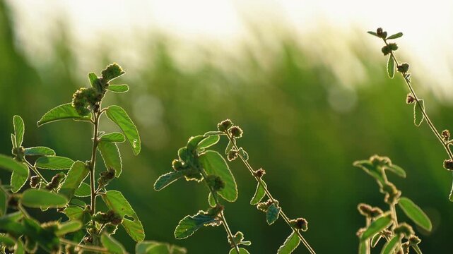 Macro view of wild weeds and field grass capturing the warm sunset backlighting and organic texture of nature.