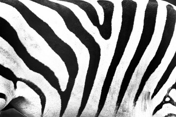Obraz premium Bold zebra stripe animal pattern overlay in black and white.