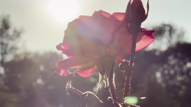 A radiant rose blooms beautifully against the bright sun in a quiet park. This glowing flower fills the warm scene with deep romance and joy. It feels wonderfully serene.