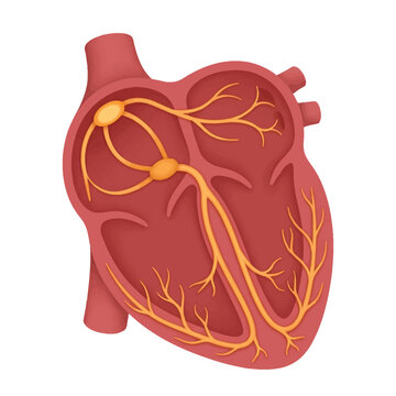 Cardiac conduction system 3D cartoon illustration, SA node AV node bundle of His Purkinje fibers, electrical pathway heart anatomy medical education