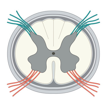 Spinal cord 3D cartoon cross-section illustration, gray white matter butterfly shape, dorsal ventral horn, nerve roots anatomy medical education