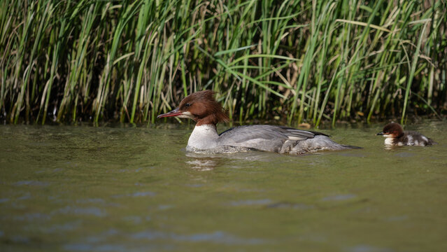 Goosander with her ducklings on the lake