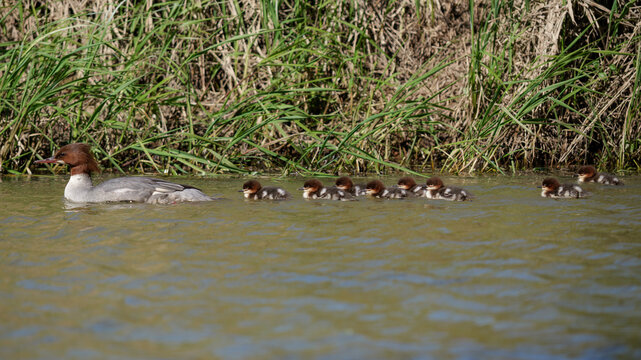 Goosander with her ducklings on the lake