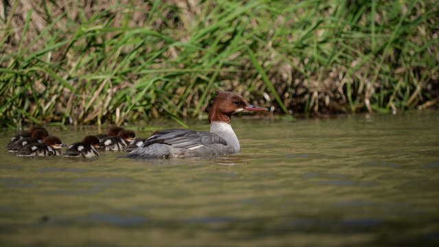 Goosander with her ducklings on the lake