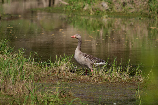 Greylag goose on the pond bank