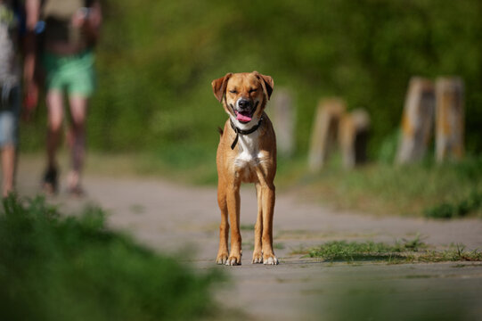 portrait of a dog, dog on the road