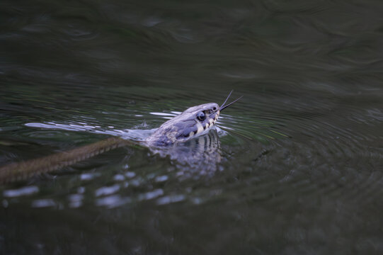 A grass snake swimming in a pond, Natrix natrix