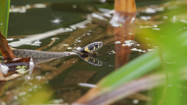 A grass snake swimming in a pond, Natrix natrix