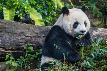 Obraz premium Giant panda bear eating green bamboo leaves