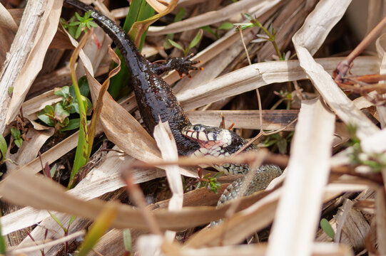 Grass snake devouring a lizard, eating the catch