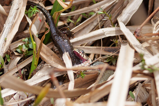 Grass snake devouring a lizard, eating the catch