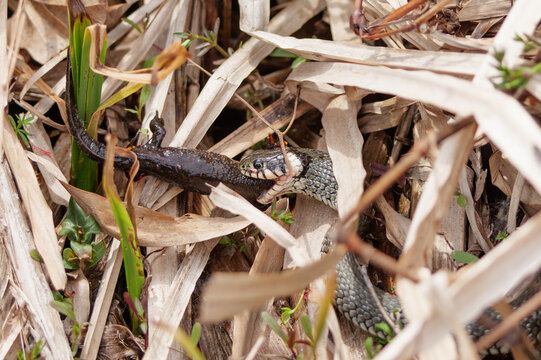 Grass snake devouring a lizard, eating the catch