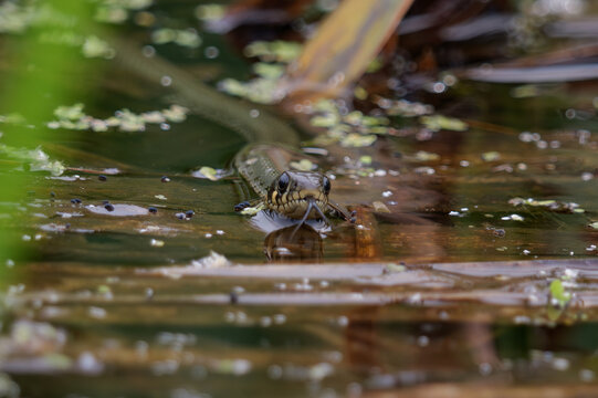 A grass snake swimming in a pond, Natrix natrix