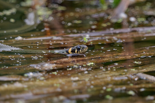 A grass snake swimming in a pond, Natrix natrix