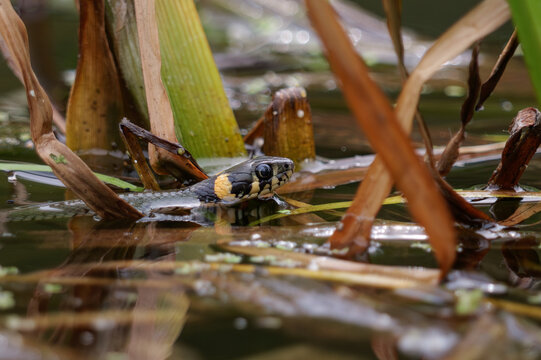 A grass snake swimming in a pond, Natrix natrix