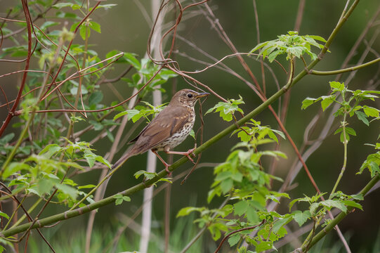 Wild song thrush bird hidden in fresh spring foliage