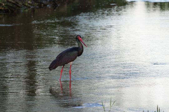 A black stork walking in the water of the Vistula River, Ciconia nigra