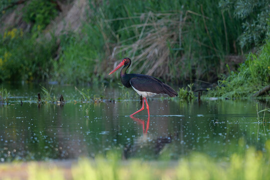 A black stork walking in the water of the Vistula River, Ciconia nigra