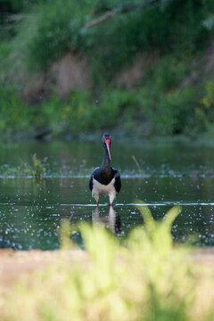 A black stork walking in the water of the Vistula River, Ciconia nigra