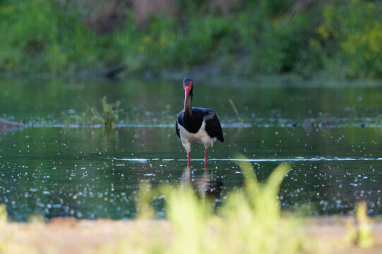 A black stork walking in the water of the Vistula River, Ciconia nigra