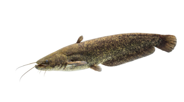 Large brown catfish with long barbels swimming gracefully in clear water on transparent background