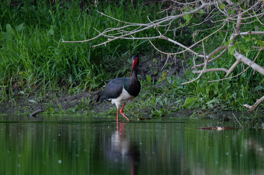 A black stork walking in the water of the Vistula River, Ciconia nigra