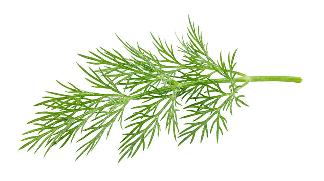 Fresh green dill sprig with delicate feathery leaves and water droplets on transparent background