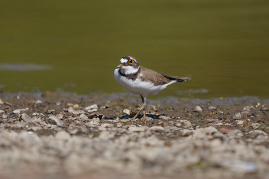 Small shorebird foraging for food on wet mud in sunny day.