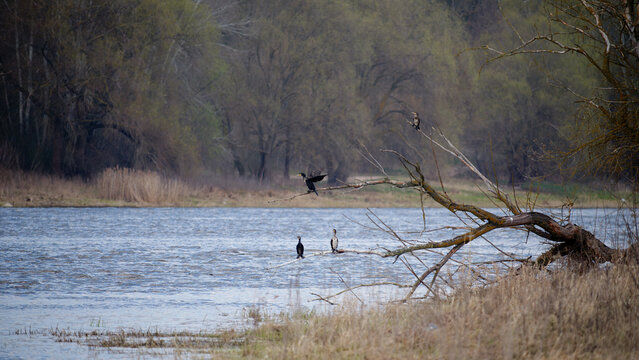 River Narew in Poland