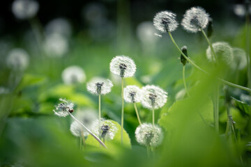 Obraz premium Closeup of soft dandelion puff flowers on field. Calm summer nature background. Airy dandelion meadow. Invasive plant, weeds.