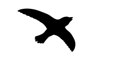 Fototapeta premium Silhouette of a soaring black bird against white background.