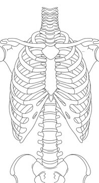 Anatomical diagram of the human rib cage and spine.