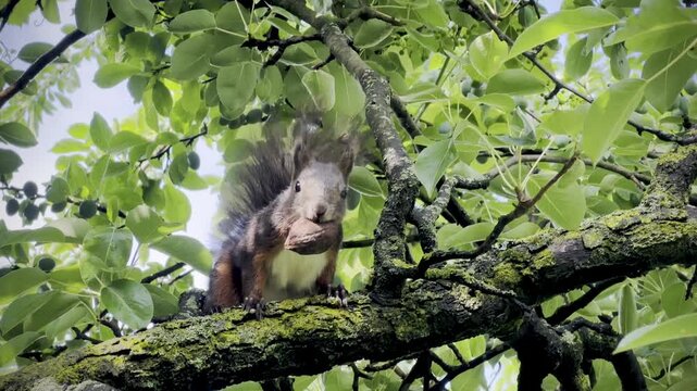 Red squirrel eating a walnut while perched on a mossy tree branch