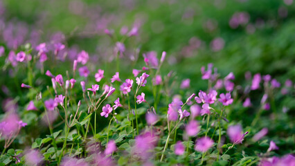Obraz premium field of clover flowers and leaves