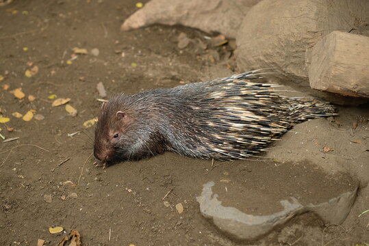 Sunda porcupine (Hystrix javanica) in natural habitat. Close up detail of Porcupine in the wild