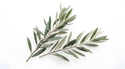 Fototapeta premium Olive branch still life isolated greenery on white background for botanical art