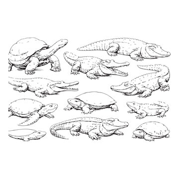 Reptiles animals set isolated white background hand drawn illustration sketch