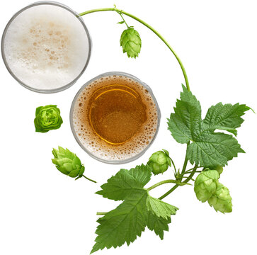 Two glasses of beer with fresh hops top view isolated on transparent background