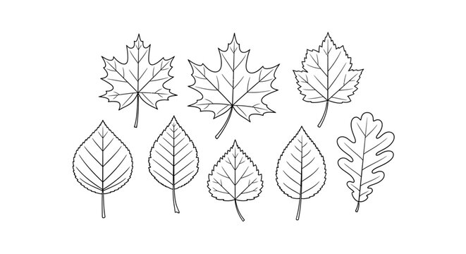 Detailed Line Art of Various Autumn Leaf Shapes.