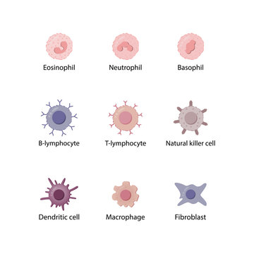 Cells of the innate and adaptive immune system, Hematopoiesis, B and T lymphocytes, natural killer cell, basophil, neutrophil, eosinophil, monocyte, dendritic cell, macrophage and fibroblast.