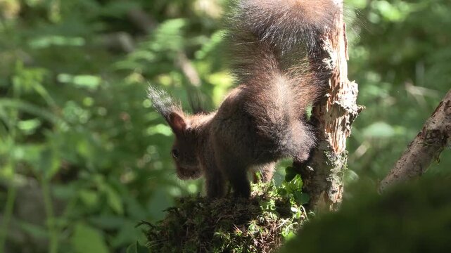 Scoiattolo rosso (Sciurus vulgaris) | Eurasian Red Squirrel Drinking and Eating Hazelnut and Chestnut 4K	