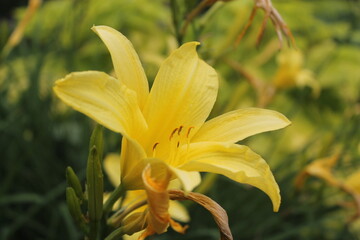 Fototapeta premium yellow lily closeup