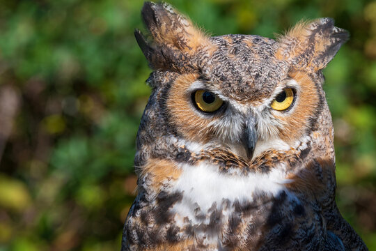 great horned owl or bubo virginianus bird closeup 