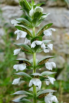 Macro details of blooming Acanthus mollis flowers in a Munich botanical garden