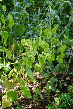 Green translucent seed pods of Lunaria annua plant in Munich garden sunshine