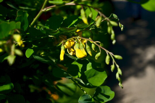 Bright yellow flowers of Colutea arborescens bush under sunlight in Munich Germany