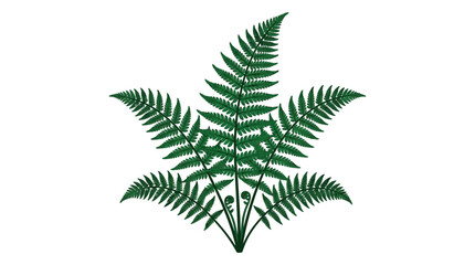 Close-up of a lush green fern leaf with intricate fronds against a clean white background. © ahmad