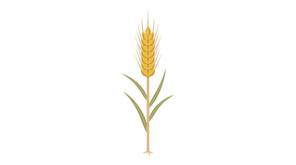 Illustration of a single wheat stalk with green leaves on a white background. © ahmad