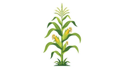 Illustration of a single corn stalk with green leaves and yellow kernels on a white background. © ahmad